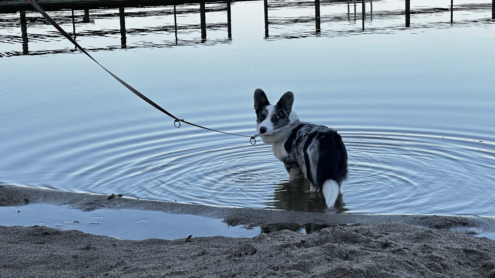 Pies rasy corgi na smyczy, stojący w płytkiej wodzie przy plaży nad jeziorem Kłączno
