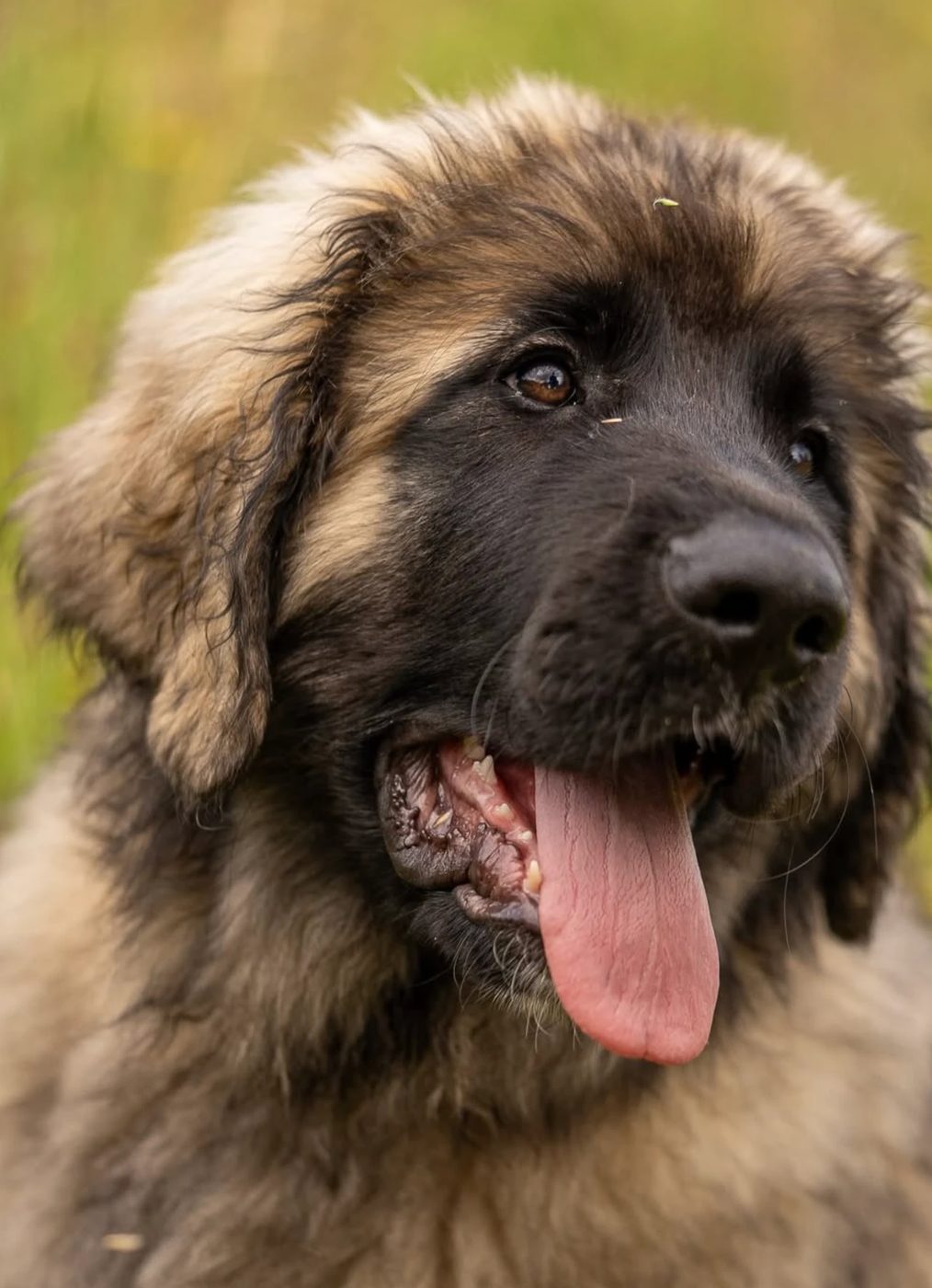 Misiek, pies rasy leonberger, na trawie w słońcu
